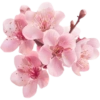 Flower  21