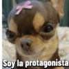 Chihuahuas Random 🐶🐾 11