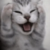 Memes gatos 😹 9