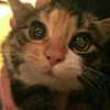 🌈🐈‍⬛✨️Gatos Funny Mood✨️🐈‍⬛🌈 21
