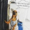 MEU PAI DO CÉU O GÁS ACABOU!,