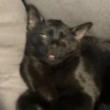 Gato 🖤🖤 6