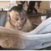 Monkeys 6