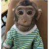 Monos 25