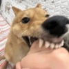 Memes de cachorro 7