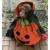 CHEGOU O HALLOWEEN 7