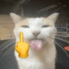 Gatos sapecas 🐈 6