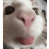 Gatos sapecas 🐈 9