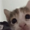Gatos 10