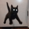 Gatinhos Melhores Reações 12