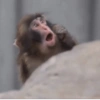 Monky moods 5