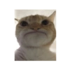 Meme kucing  26