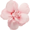 Flower  10