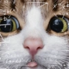 Emoções(ou nao) de um gato 10