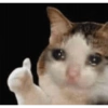 Cat meme 17