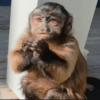 Monkey Stickers 2 5