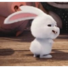 Snowball 🐇 24