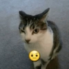 🌈🐈‍⬛✨️Gatos Funny Mood✨️🐈‍⬛🌈 20