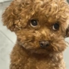 Perritos para todos 💕 10
