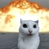Funny cat 🐈🐈 11