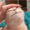 Gatos 7