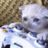 Gatitos😅 13