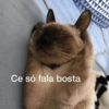 Cachorros que você deve usar 17