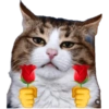 Emoções(ou nao) de um gato 9