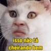 Gatos em alta 10