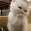 Meow Memes 😾 28