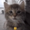 🌈🐈‍⬛✨️Gatos Funny Mood✨️🐈‍⬛🌈 25