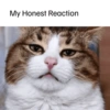 Emoções(ou nao) de um gato 15