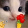 Chill | Cat Meme TikTok 29