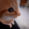 Gatos 8