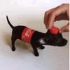 Cachorros engraçados 🐶❤️ 10