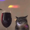 Gatos 13
