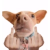 Memes de cachorro 17