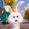 Snowball 🐇 9