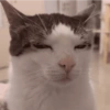 🌈🐈‍⬛✨️Gatos Funny Mood✨️🐈‍⬛🌈 27