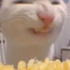 🐈‍⬛Gatos |Elote 🌽😻 7