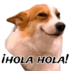 Saludos 24/7 🐵 13