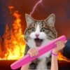 Emoções(ou nao) de um gato 16