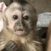 Macaquinhos 🐒 5