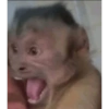 Monos 15