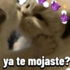 Gatos Pal grupo👑 25