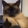 Cat meme 3 18