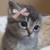 Gatitos 🎀 7