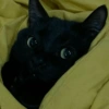 Gato 🖤🖤 7