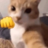 Gatitos😅 9