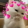 ✨️💖🐱 AMOR | GATOS 🐱💖✨️ 10